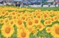 （共同リリース）今年も香川県・まんのう町で開催され