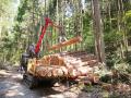 再造林・育林活動の大切さを多くの方に