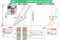 咀嚼シミュレーターに液体添加の新機能を搭載　ヒトの