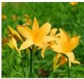 六甲高山植物園 明るい夏色の花！ 約1,000株の「ニッ
