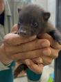 【徳島市】とくしま動物園 STELLA PRESCHOOL ANIMAL K