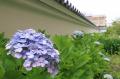 高槻市内のアジサイが梅雨の訪れとともに続々と開花