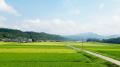 【JA全農×久米仙酒造】日本の食用米でつくる沖縄発オ