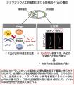 生殖細胞形成とゲノム防御をつなぐ新たな仕組みを解明