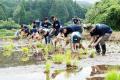 NOK熊本事業場の社員と家族55人が「地下水を育む田植