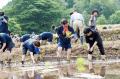NOK熊本事業場の社員と家族55人が「地下水を育む田植