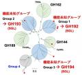 系統的に新規なβ-1,2-グルカナーゼ群の発見 ～酵素の