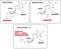 系統的に新規なβ-1,2-グルカナーゼ群の発見 ～酵素の