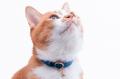 猫が舐めても、汚れても、もう安心。水も油も弾く、撥
