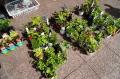 日比谷公園でのSynecocultureTM 春の植栽実施のお知ら