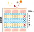 ラメラ構造と抱水性油剤高配合を両立したべたつきのな