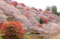 秋の行楽におすすめ！2025年秋の紅葉ツアーを「日本の