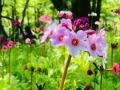奥日光の初夏の訪れを告げる可憐なクリンソウがまもな
