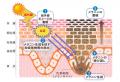 ＜国際学術誌「PLOS One」に掲載＞ビタミンC誘導体・
