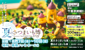 夏にうれしいひんやりスイーツからおかず系メニューま