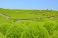 コキアの植え付けが始まりました（国営ひたち海浜公園