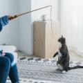 【出展者数200越え】東海最大級の猫好きイベント「に