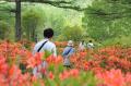 【長野県東御市】初夏の高原を彩る60万株！絶景を楽し