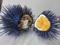 企画展「ウニコレ!?　～棘皮動物はふしぎ～」（7月19