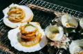 2025 豊洲浜焼きフェス初開催決定！Miss SAKE埼玉が日