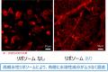 水溶性成分を肌深くまでムラなく浸透させる「高親水性