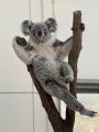 コアラ飼育数日本一を誇る鹿児島市平川動物公園飼育員