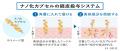 SICC（イタリア化粧品化学者協会）主催の8th IPCEにて