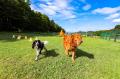 愛犬と過ごせる高原リゾート「たんばらラベンダーパー