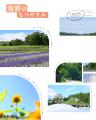 【夏空に映える青紫色の絨毯】ネペタ“ウォーカーズロ