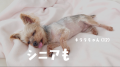 愛犬の「おいしい！」が止まらない！フレッシュペット