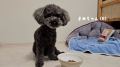 愛犬の「おいしい！」が止まらない！フレッシュペット