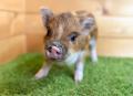 【東北初上陸】“mipig cafe”がイオンモール名取に6月