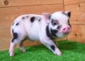 【東北初上陸】“mipig cafe”がイオンモール名取に6月