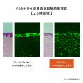 リポソームの10倍以上の浸透性。nanoPDS化ビタミンC美