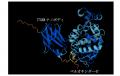 高速・高感度の多重三次元免疫組織化学法の開発に成功