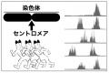 【岡山大学】タマネギの動原体は、動き回っている～染