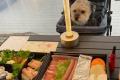 愛犬と“海辺グランピング”を満喫――「ラストピース糸島