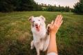 犬の鳴き声に困っている飼い主は約半数！実際の体験談