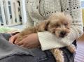 【岡山・香川】保護犬猫ふれあいカフェ「ANELLA CAFE