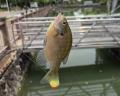 【スマートアクアリウム静岡×葵船×静岡市環境共生課】