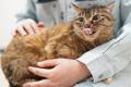 「おとな猫」専用の譲渡スペース2ケ所目を2025年utf-8