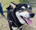 動物病院取扱いNo.1*のペット用サプリメント「アンチ
