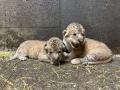 ライオンの赤ちゃん誕生！3年ぶりの感動の瞬間