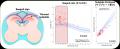 【世界初・AJOG掲載】ダウン症個別化医療の扉を開く胎