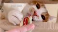 いなばペットフード　全国の猫ちゃんたちが登場！2025