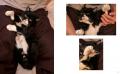 4年10ヶ月の一生を駆け抜けた「猫小人症」の猫　やさ