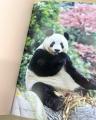 なぜ、日本生まれのパンダまで中国に戻ってしまうの？
