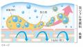 乾燥性敏感肌を考えた「Curel（キュレル）」から　『