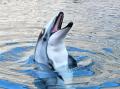 動物たちのいのちを未来へ　カマイルカのオス１頭が将