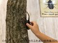 夏休みにぴったり♪レア昆虫が集結する「カブトムutf-8
